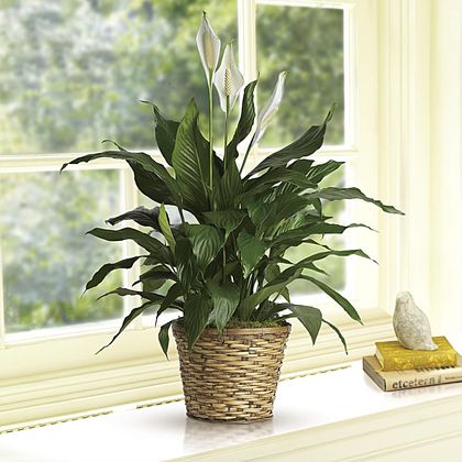 Simply Elegant Spathiphyllum (peace Lily)- Medium C3665 